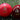 Cricket Balls